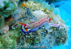 Nudi on a support of the pier. by Andy Hamnett 